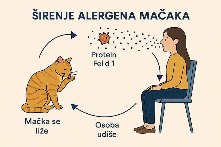 ilustracija sirenja-alergena sa macke